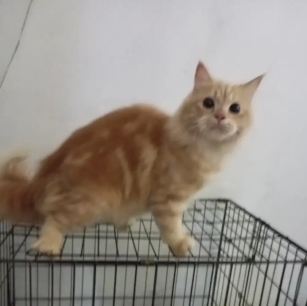 Kitten mainecoon jantan