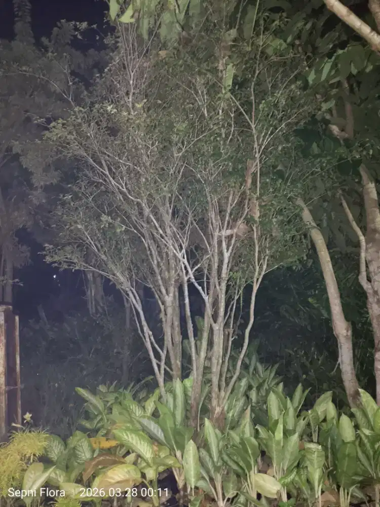 Tanaman Anggur Brazil