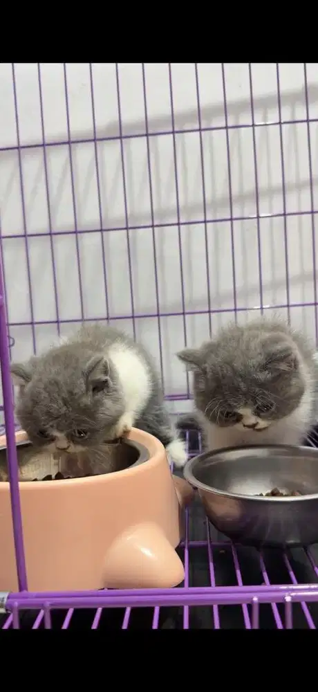 kucing BSH bicolor pure sepasang gembul