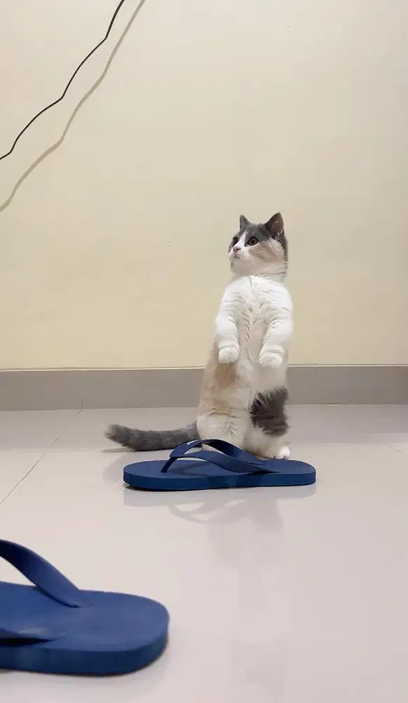 Munchkin BSH calico Dilute