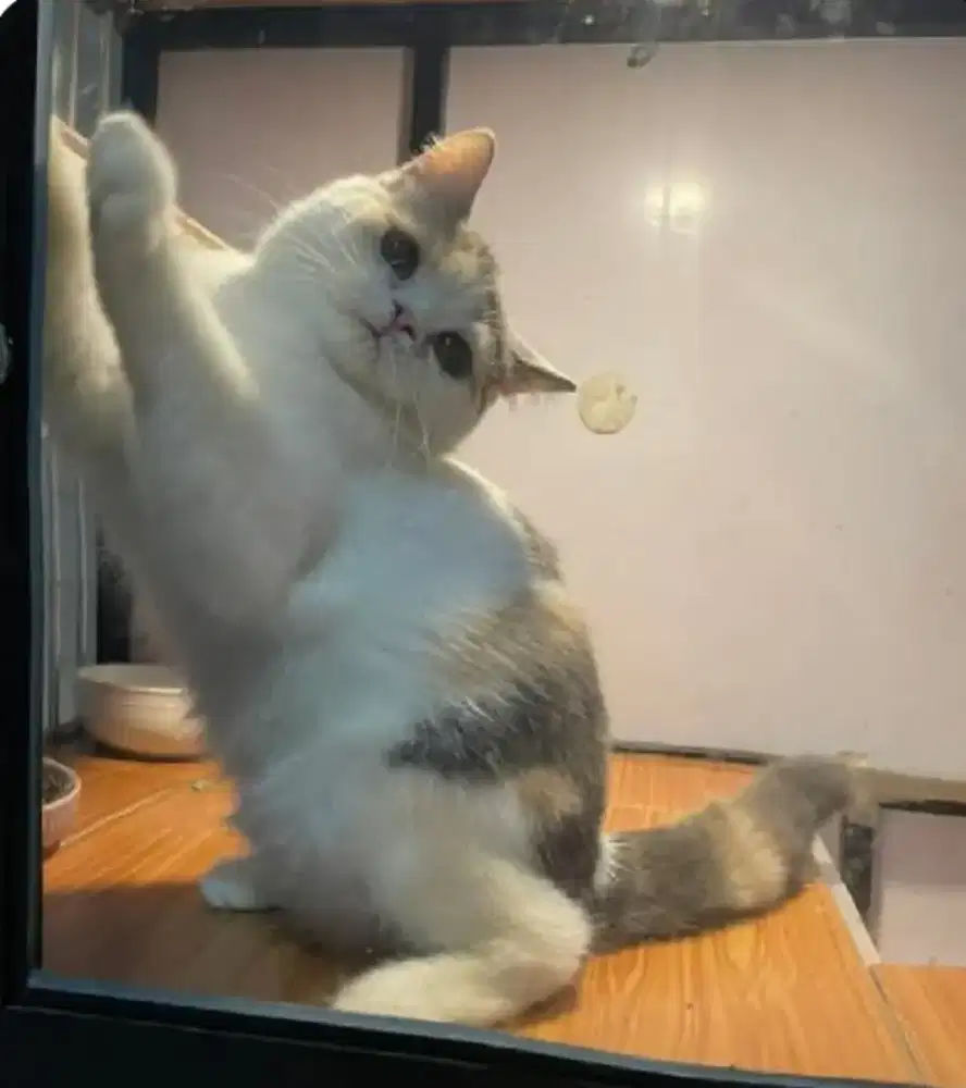 BSH Calico Dilute Betina Line Ped