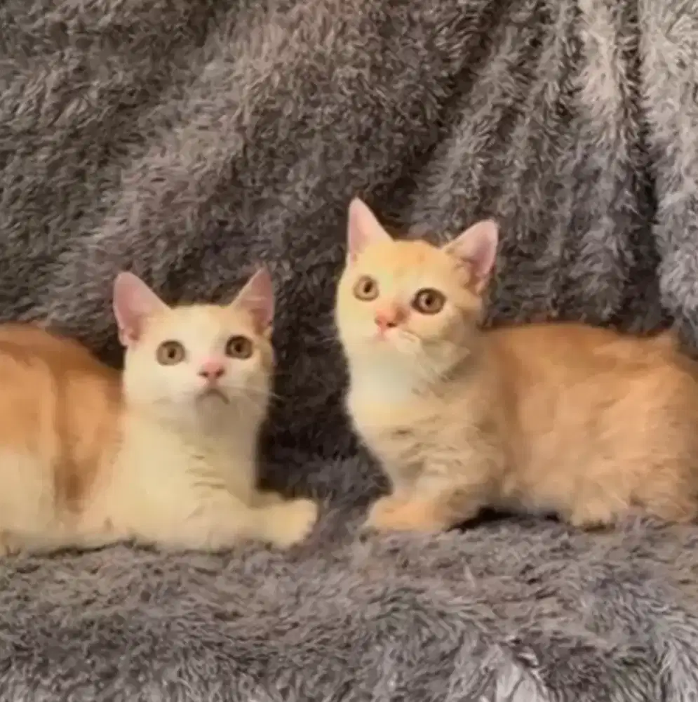 Munchkin BSH Red Tabby dan Bico Red