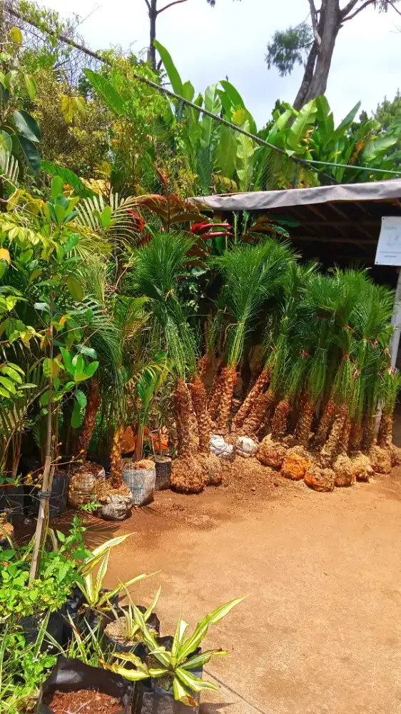 Tanaman Palem Phoenix