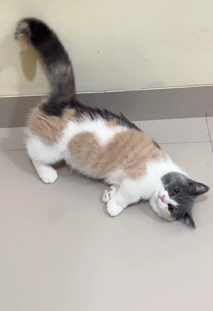 Munchkin BSH Dilute calico