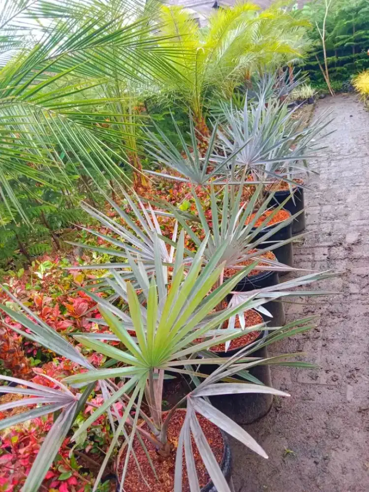 Jual tanaman Bismark varigata