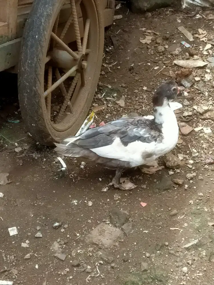 Entok dewasa Bintaro