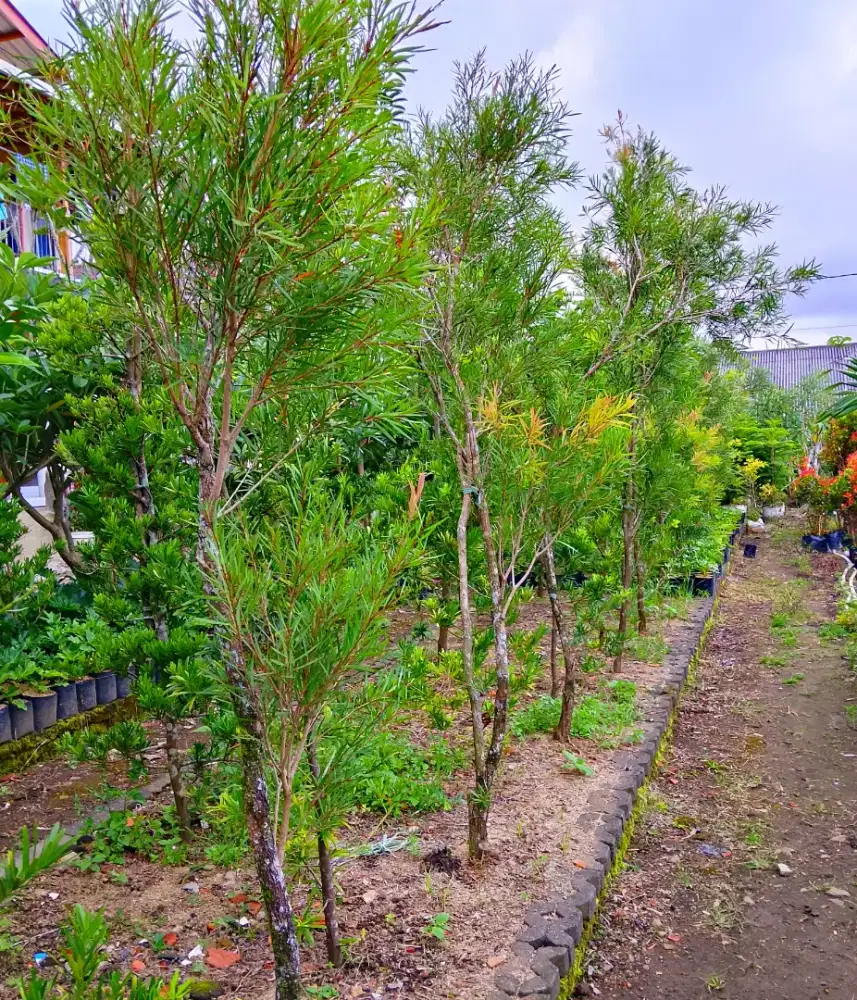 Jual Tanaman hias | Harga Proyek