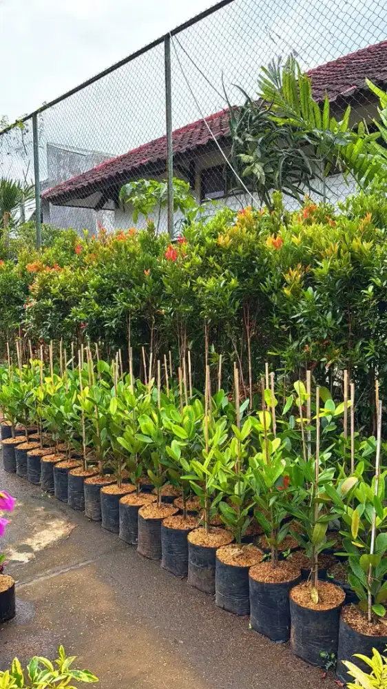 Jual Tanaman Hias| Harga Proyek