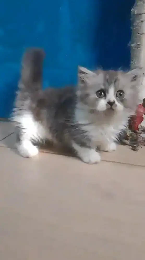 Kitten Munchkin betina