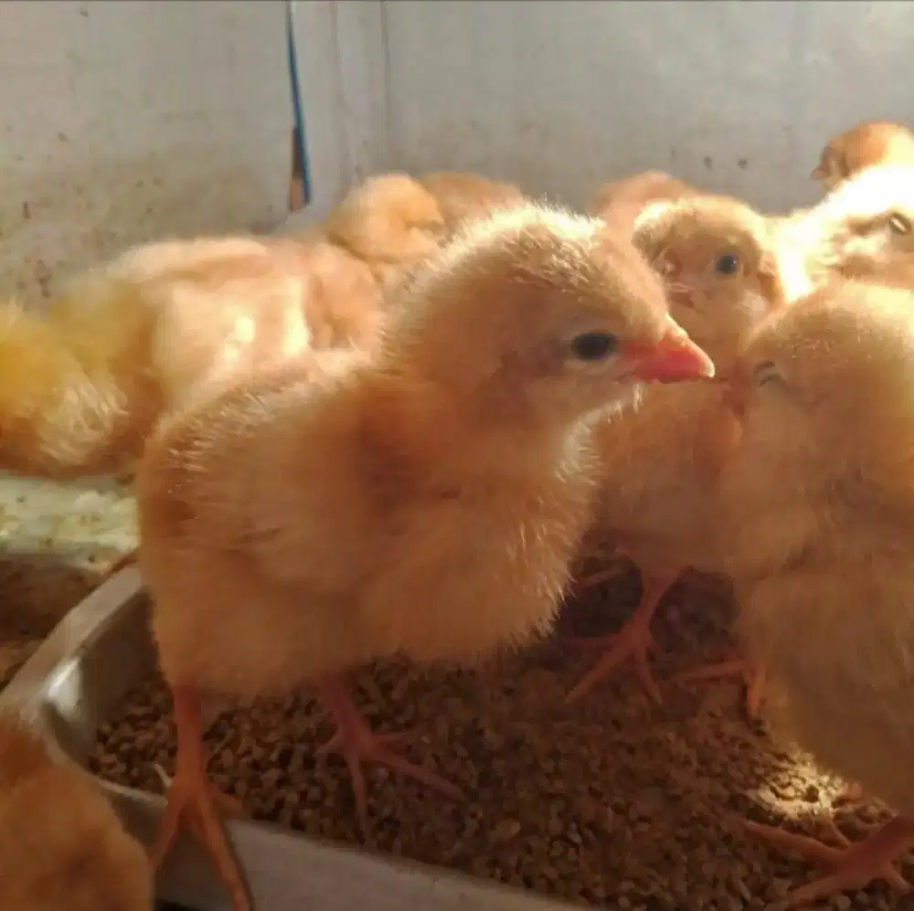 JUAL DOC Anak Ayam Petelur Super BANDUNG SUMEDANG SIAP KIRIM