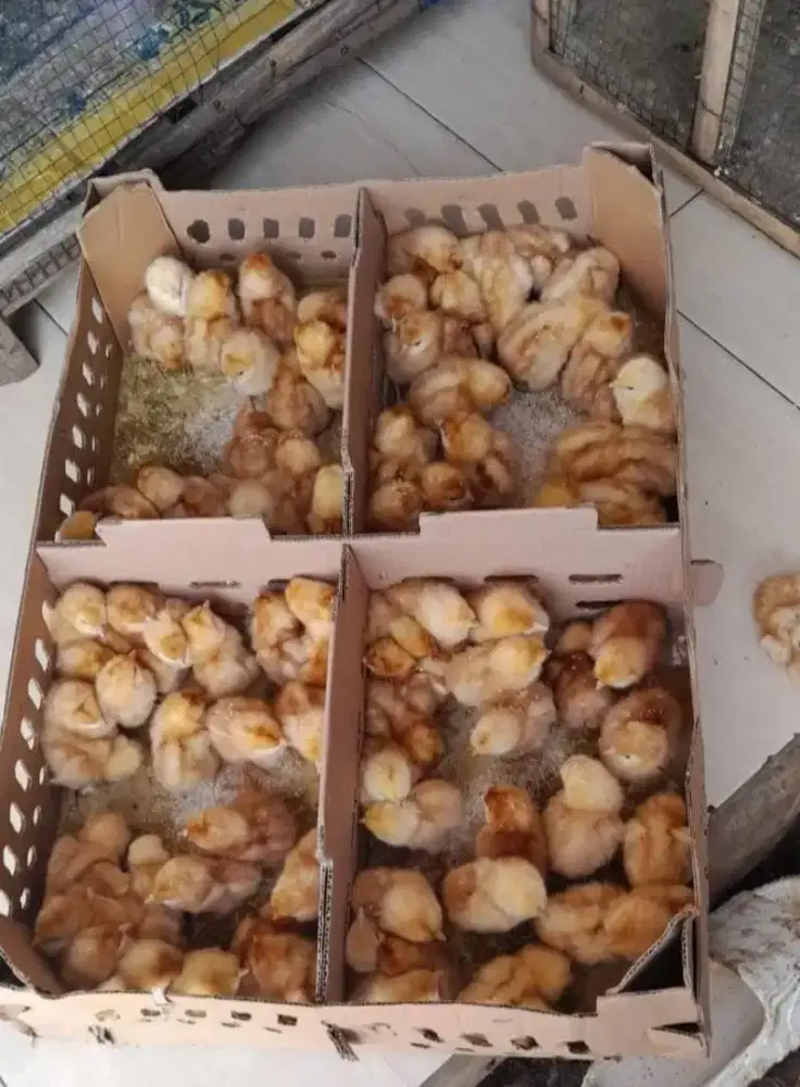 Jual DOC Anak Ayam  BROILER SUPER PEDAGING  Cimahi-Bandung siap Antar
