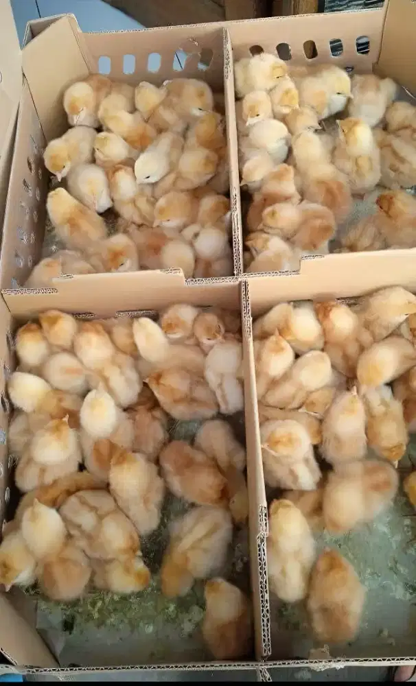 Doc Ayam Petelur  Cipeundeuy  Fres Tetas-Siap Kirim