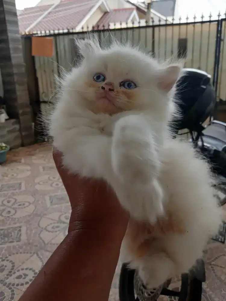 Bismillah lepas adopsi kitten Persia bigbone