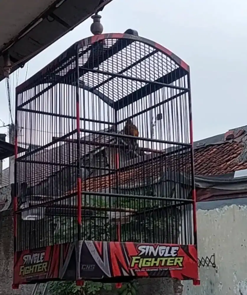 Kenari bon oren loper gacor