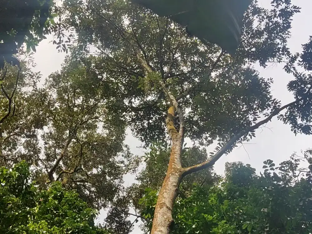 Kebon Duren!! Tanah dijual luas 4100 m² SHM kebon duren produktif di Rumpin Bogor