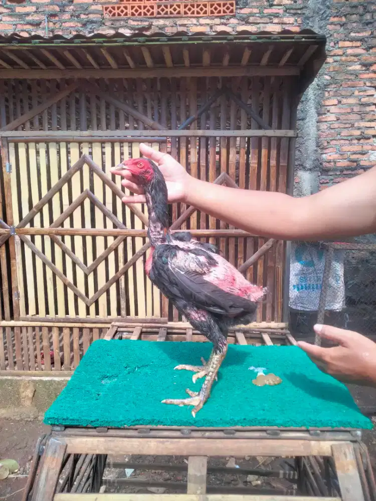 Ayam Pakhoy usia 4bulan /Brakot/Tehnik/speed