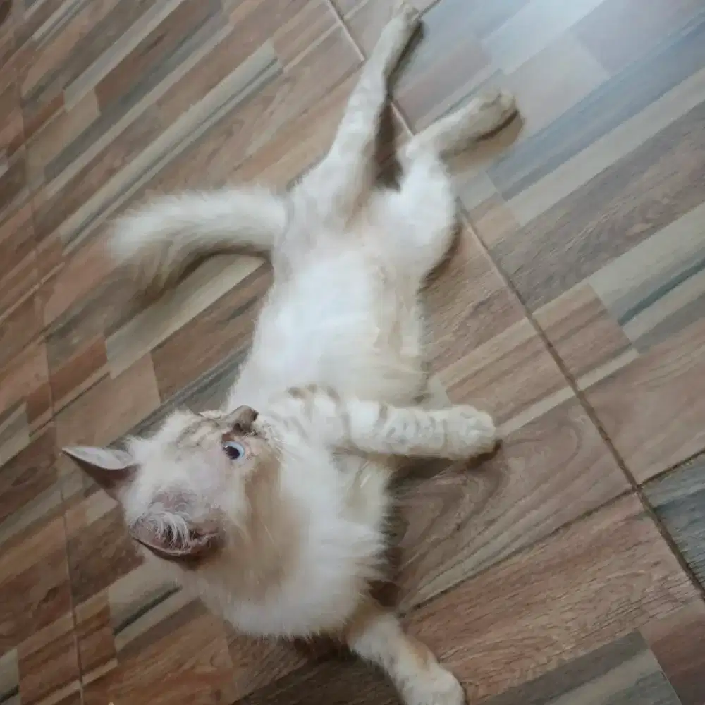 Kucing Himalaya betina