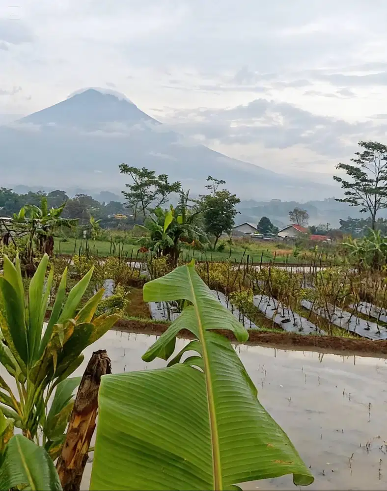 Tanah Sawah Strategis Temanggung Kota