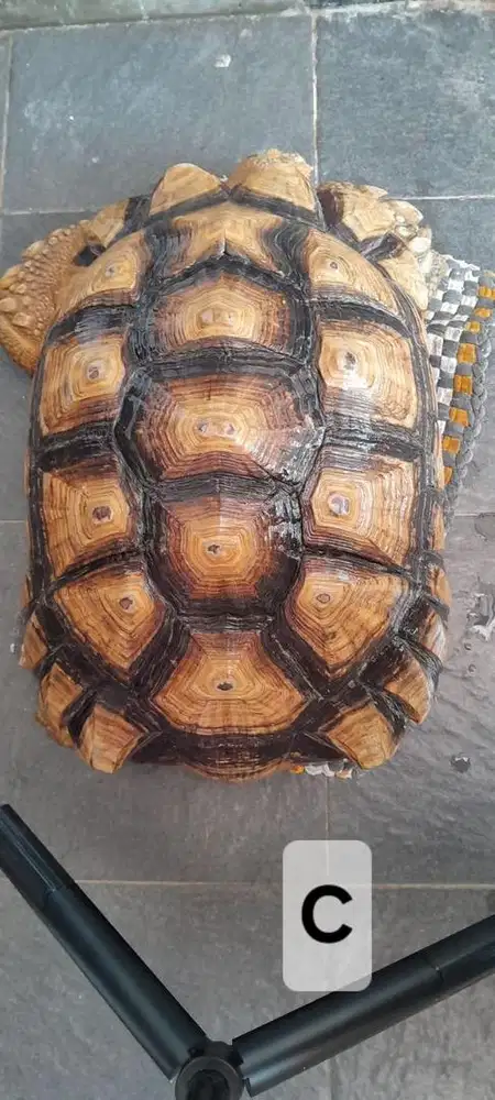 SULCATA 46cm dome