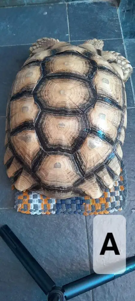SULCATA JANTAN 43cm