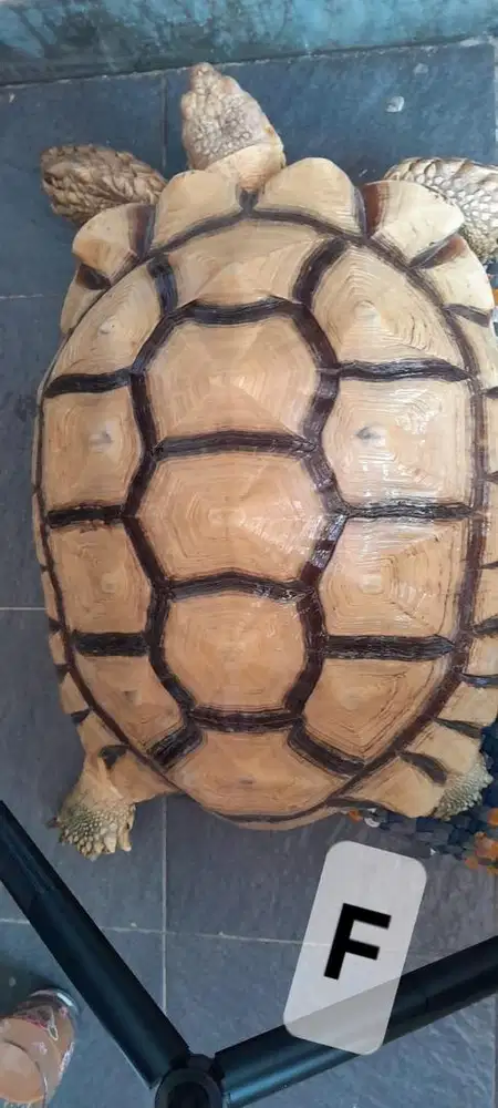 SULCATA JANTAN 55cm