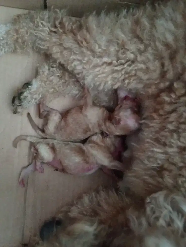 Open booking poodle asli 1 jantan 1 betina