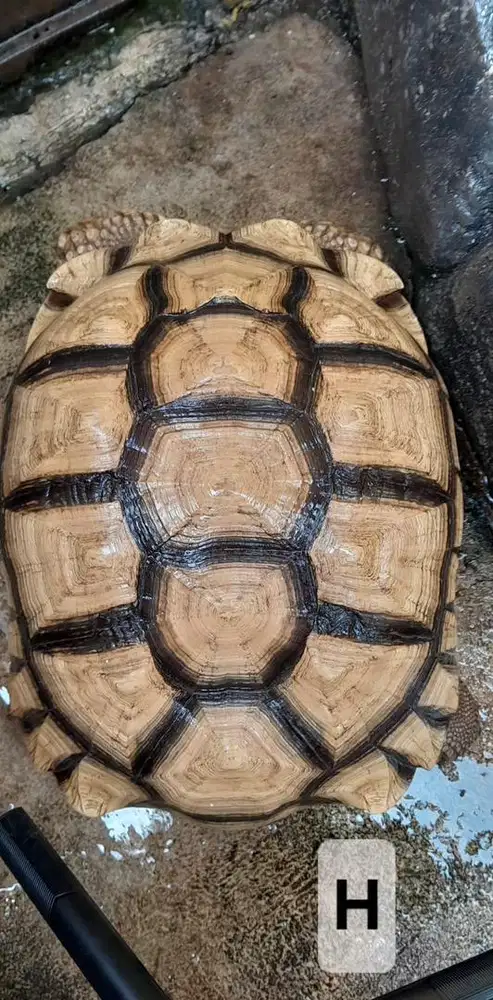 SULCATA JANTAN SUPER HIGH DOME