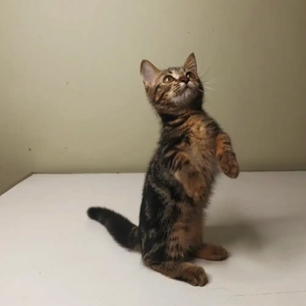 Kitten munchkin betina