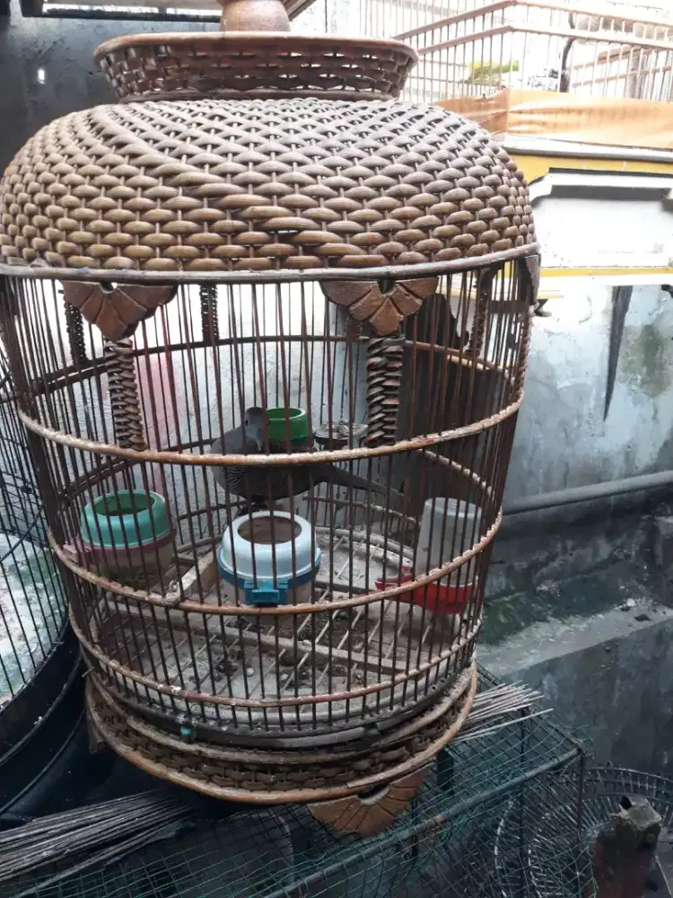 perkutut silangan bangkok x lokal suara besar gacor