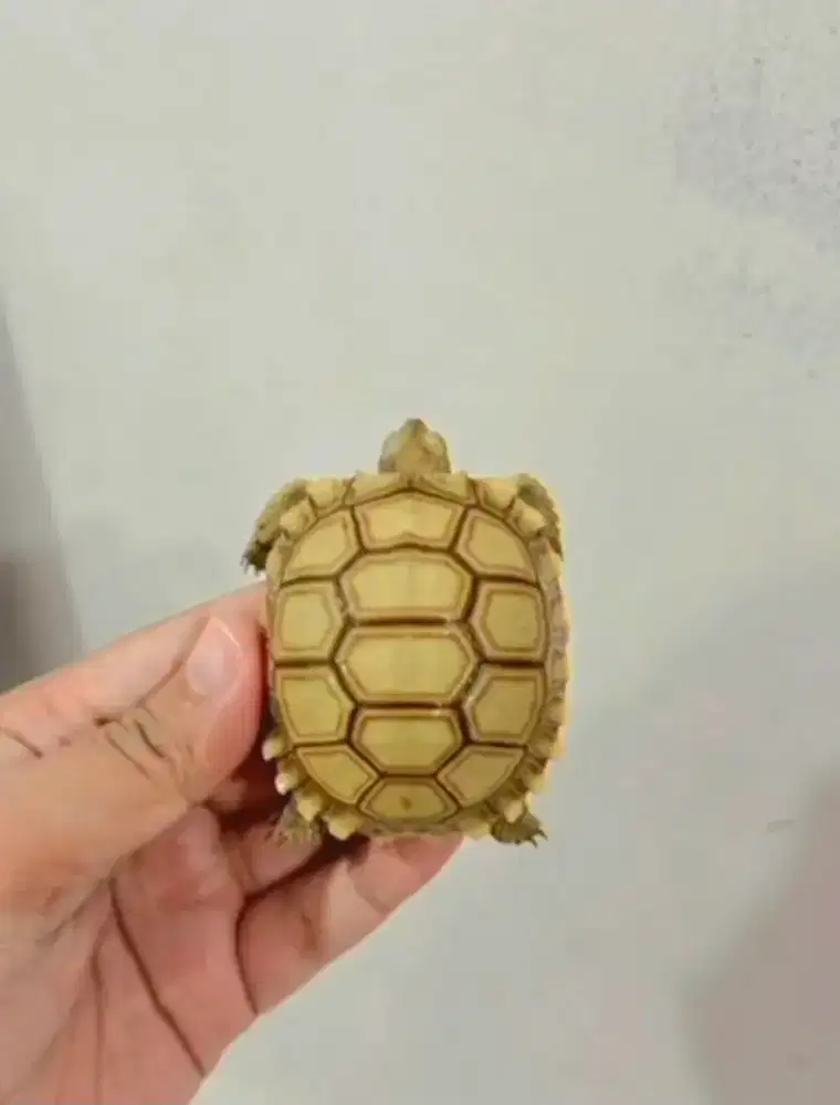 Sulcata Thinline Mode Aman 6cm Up CB INDO