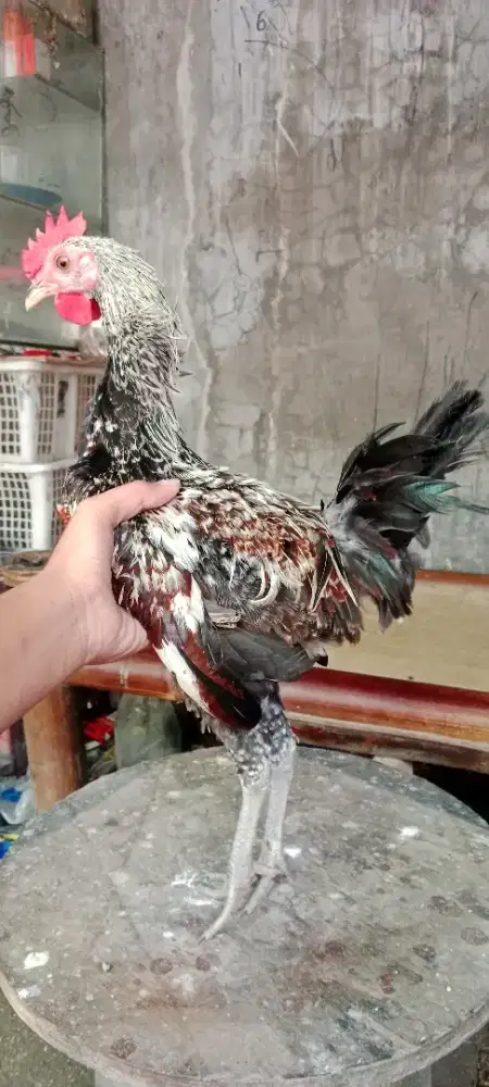 Ayam ketawa belajar berkokok