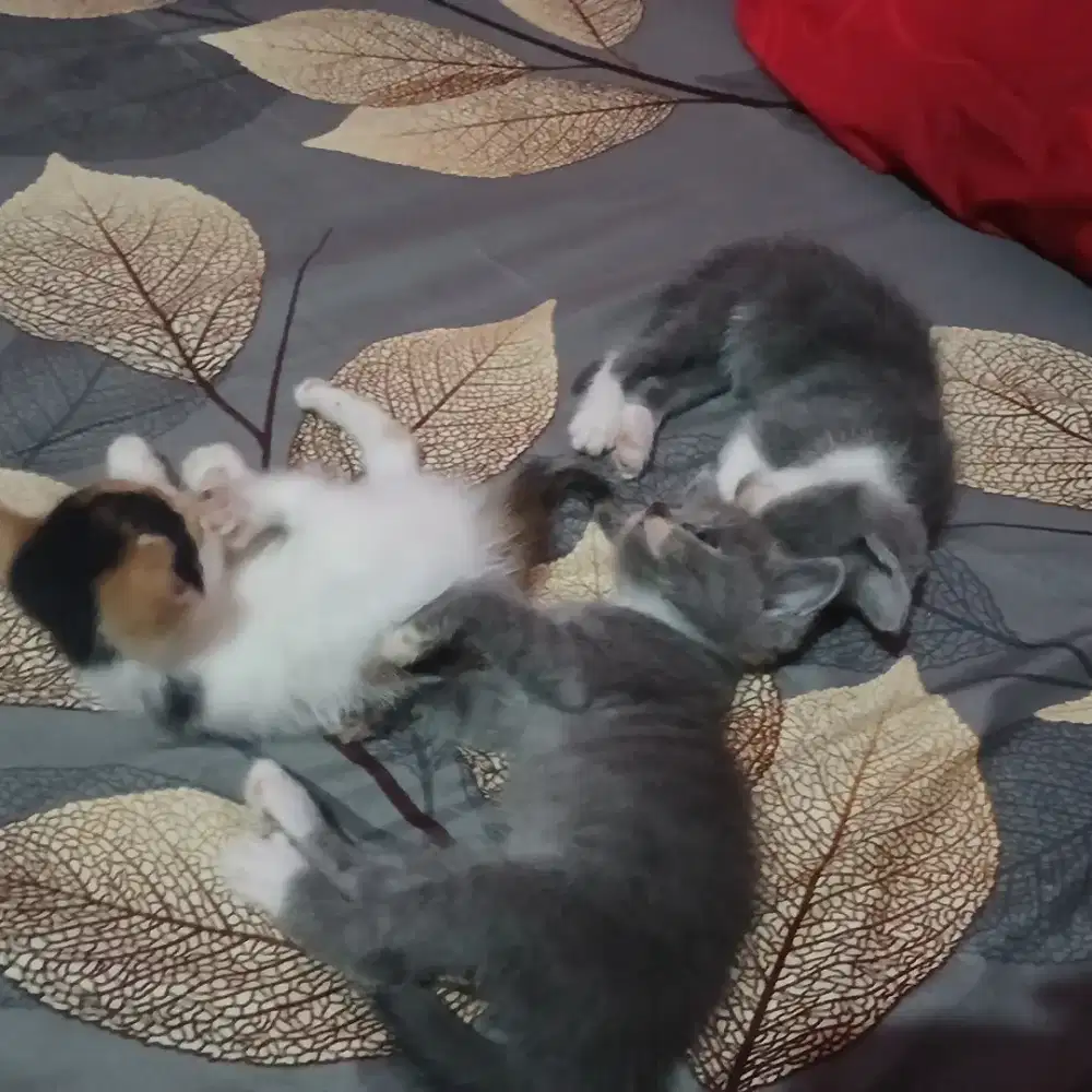 Kucing persia mix dom 1,5 bln sehat,no jamur,no kutu,