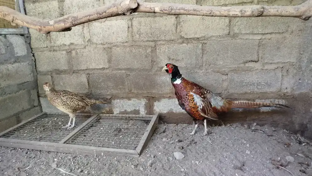Ayam hias ringneck pheasant merah