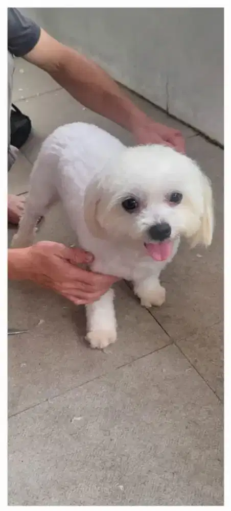 Maltese

Nonstambum
Urgent