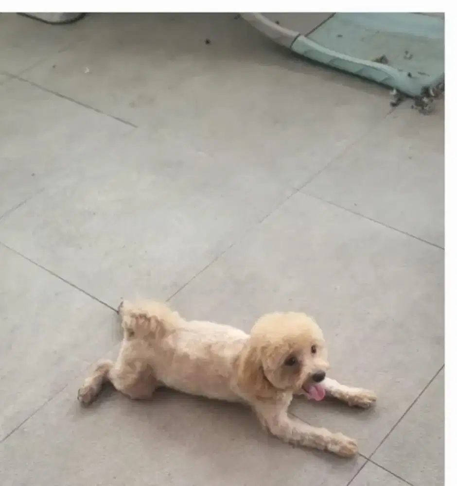 Maltipo

Nonstambum
Urgent