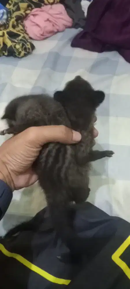 anakan musang sepasang
