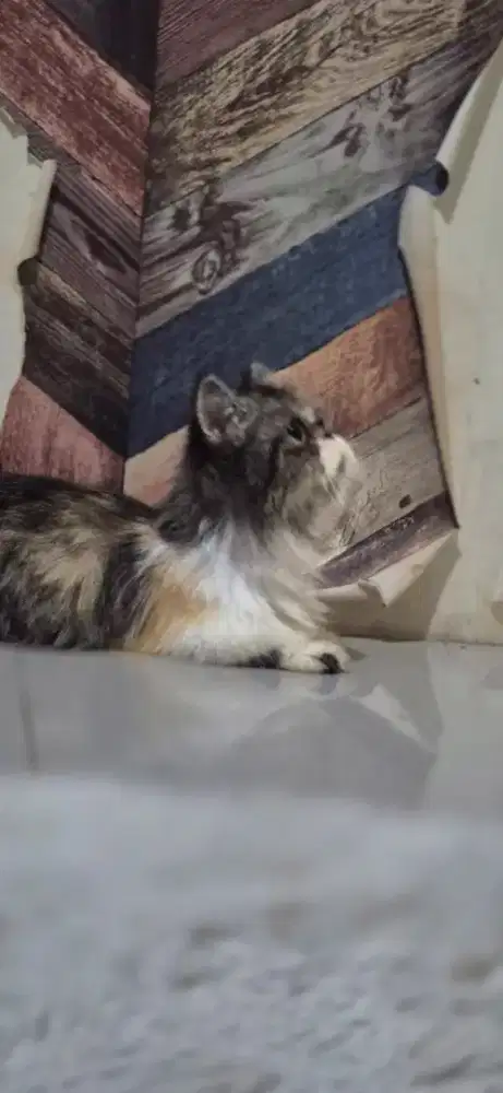 Kucing munchkin betina