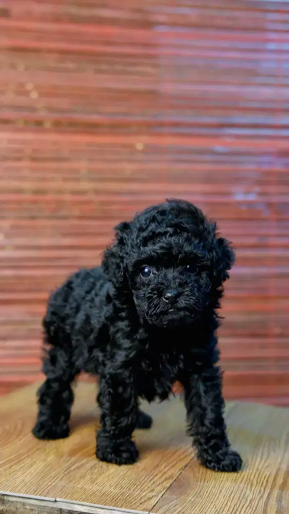 Puppy Toy Poodle Betina Black