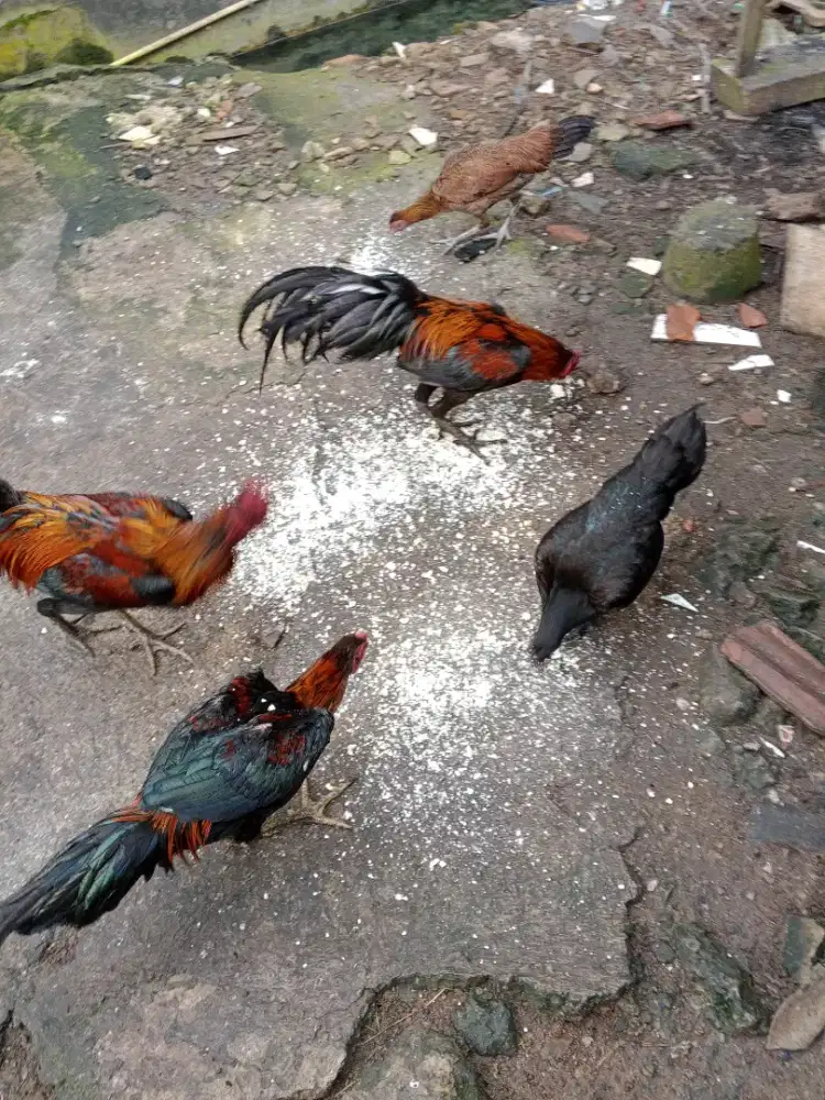 Jual ayam kampung, sehat dan gemuk