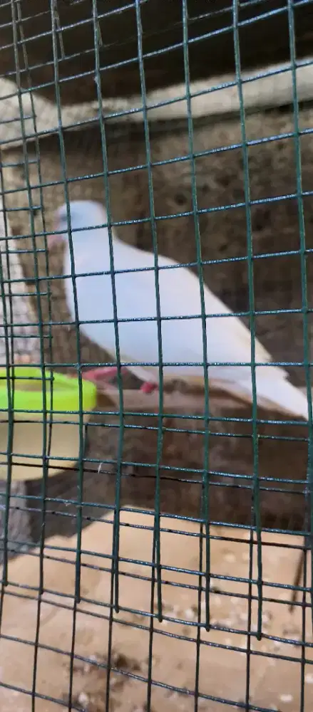 Tekukur putih kapas bersih jantan kuk 1 sandung 2