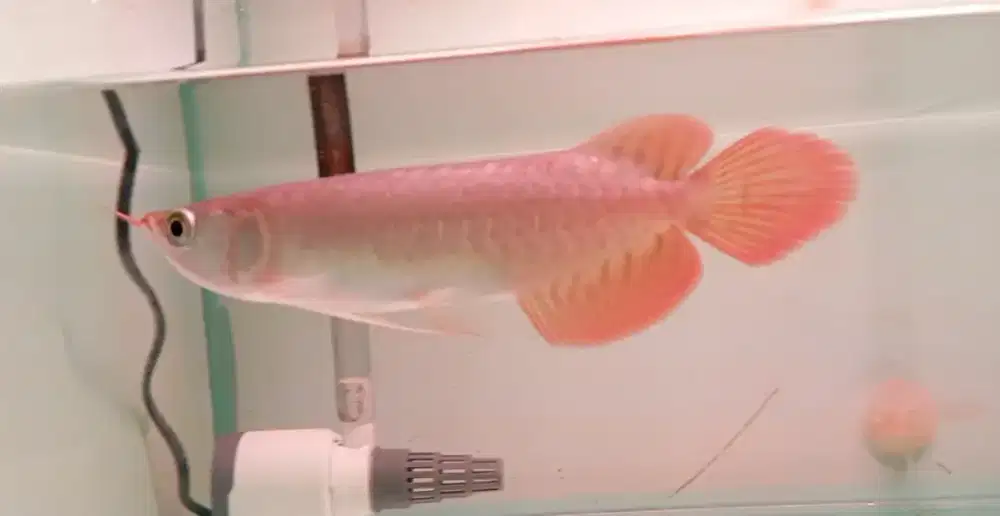 Arwana super red 19cm