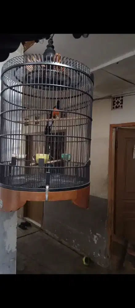 Murai batu medan ekor 25