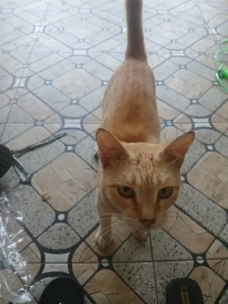 Ambil kucing ini dapat uang bensin 25rb