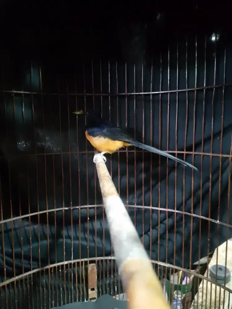 Murai mapan 3x mabung burja