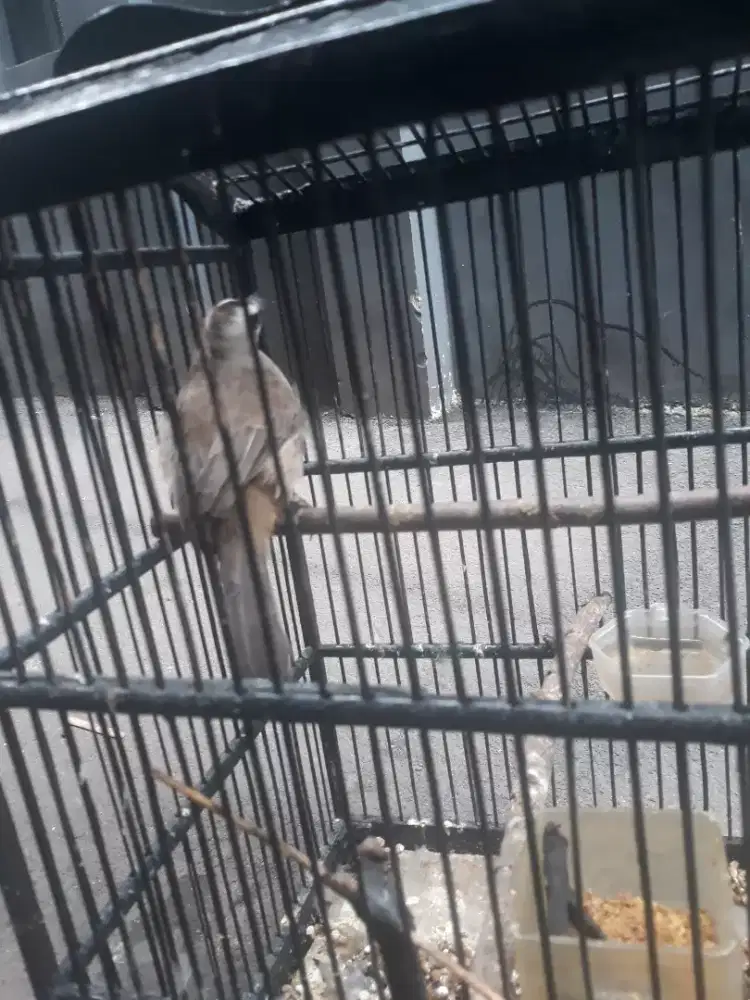 jogjog jawa lindeuk bunyi