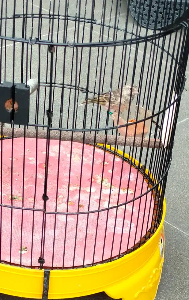 Blackthroat Blackstrot Betina Tulen