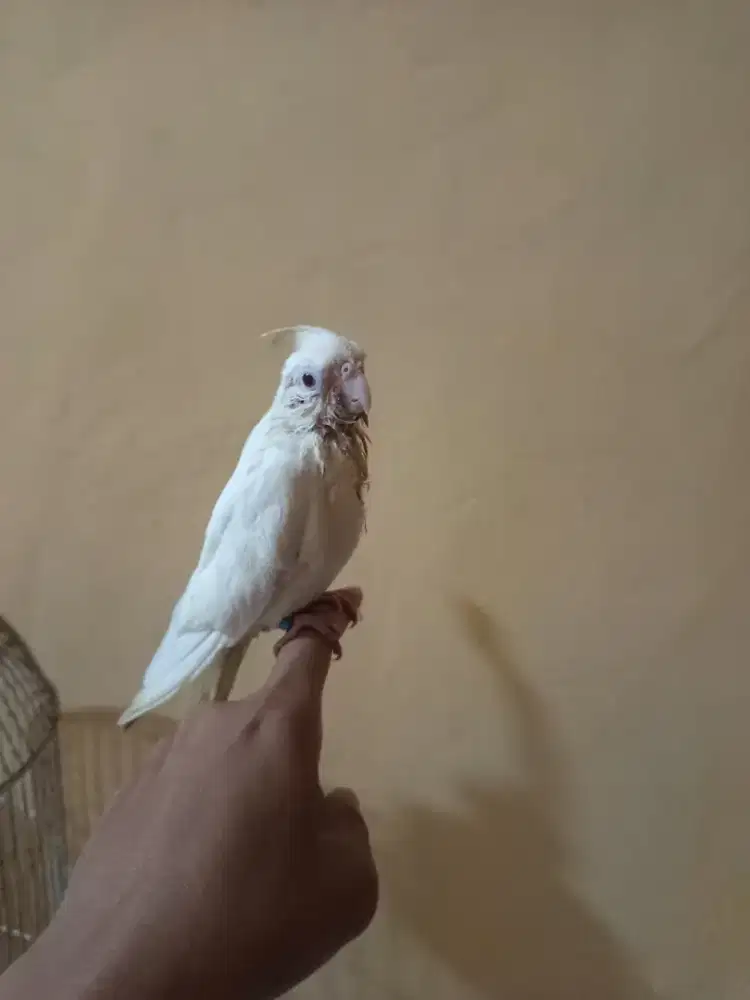 Falk albino mata merah