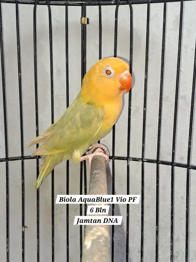 Lovebird Paud Jantan Biola AquaBlue1 Violet Pale Fallow (PF)