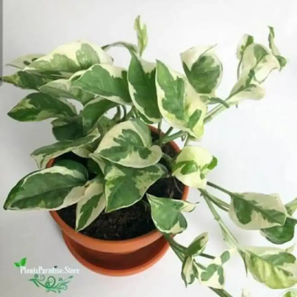 Lowongan kerja toko tanaman hias