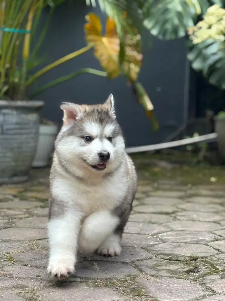 Alaskan Malamute cucu Import giant